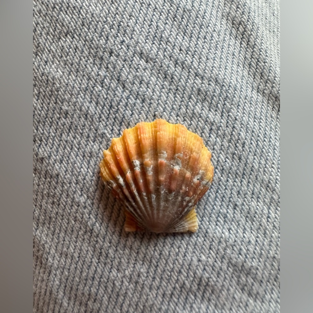 Sunrise seashell